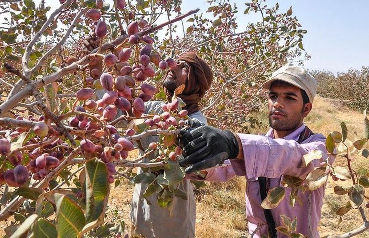 آغاز برداشت محصول پسته از باغات استان قزوین