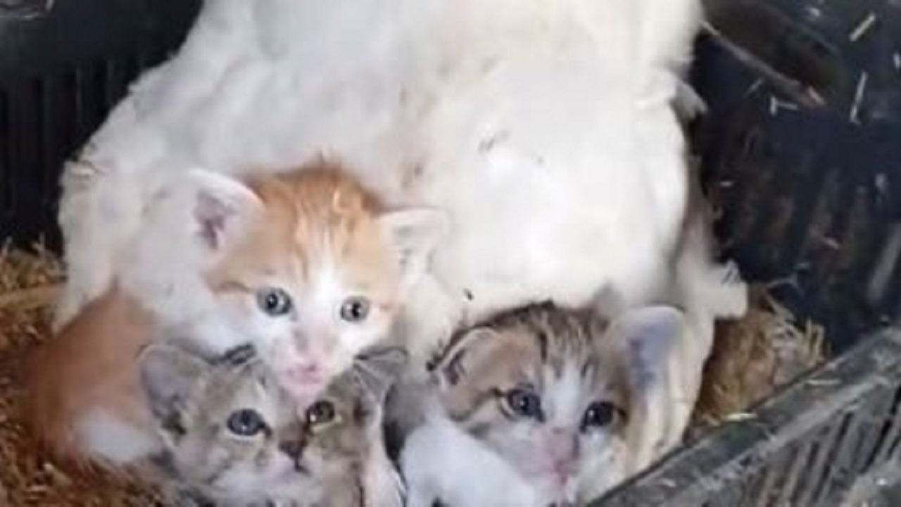 در آغوش گرفتن سه بچه گربه توسط مرغ مادر + عکس