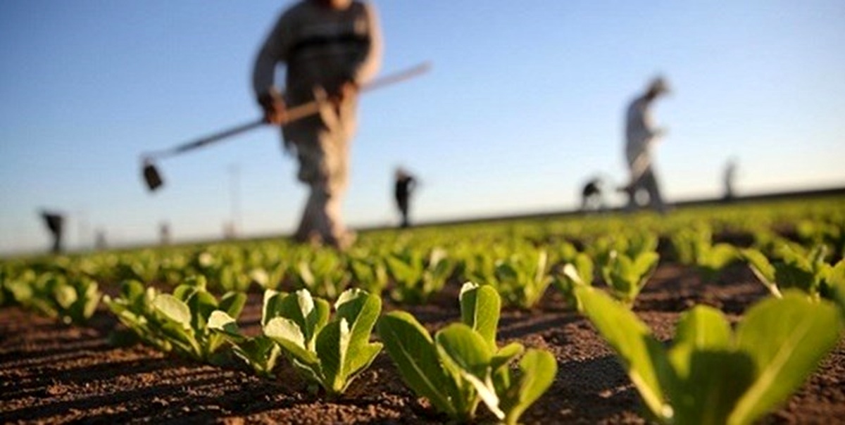 اشتغال بیش از دو هزار نیرو در بخش کشاورزی استان قزوین