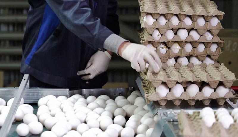 افزایش هزینه‌های تولید علت گرانی تخم‌مرغ است