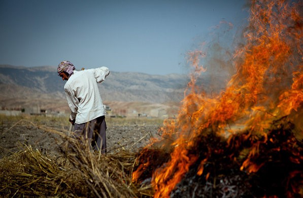 آتش زدن بقایای گیاهی در مزارع کشاورزی ممنوع است